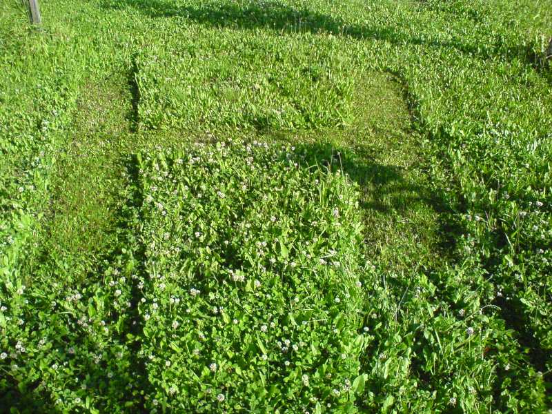 sekal sem trávu a nemoh jsem si odpustit logo HONDA