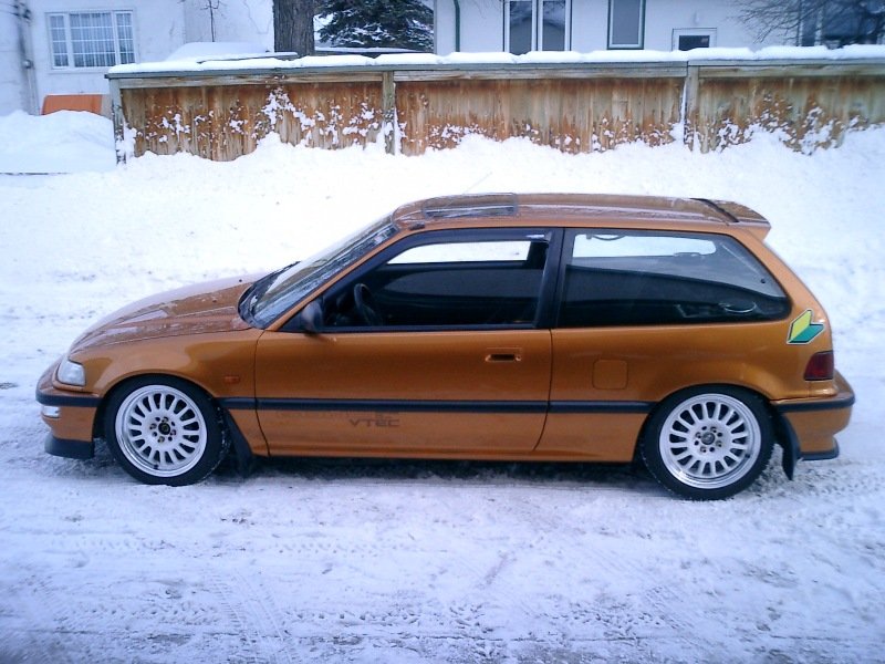 Čtverkový krásavec