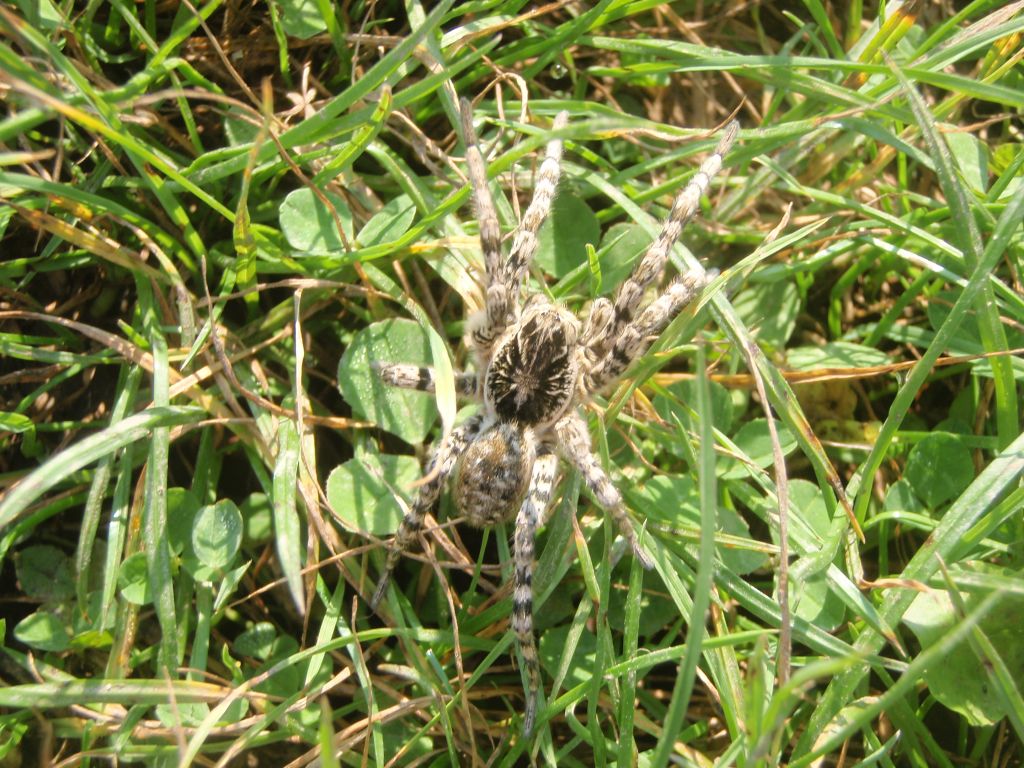 pro uživatele SAFFER