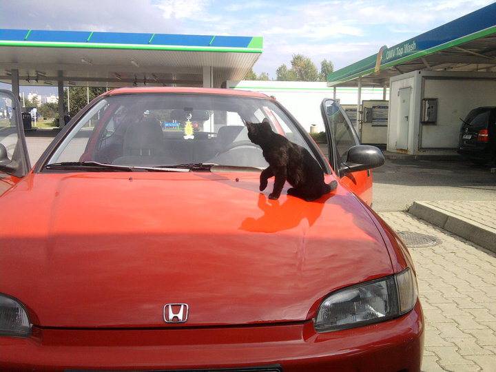 Kočky na ferárko nepochybně letěj. x)