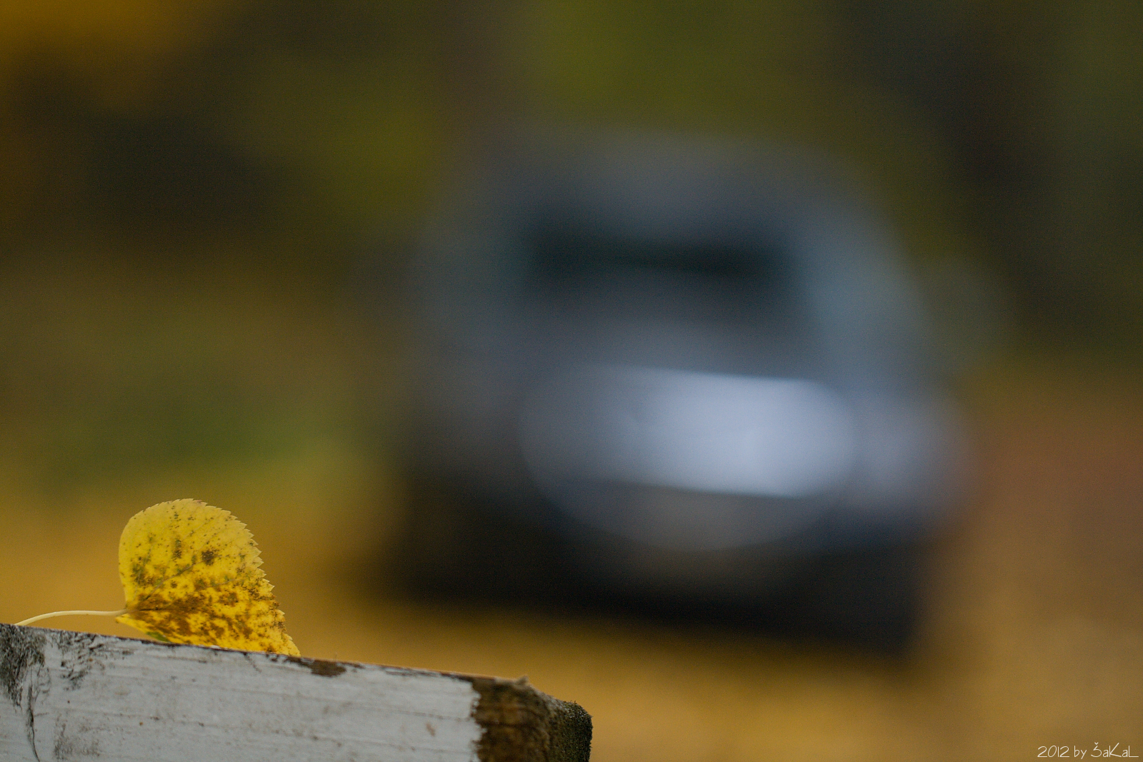 Jedna z včerejších podzimních,