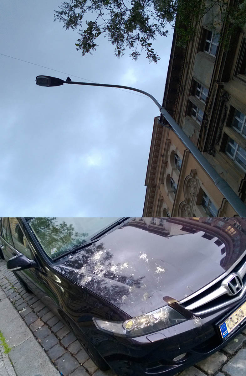 ze života ptactva......