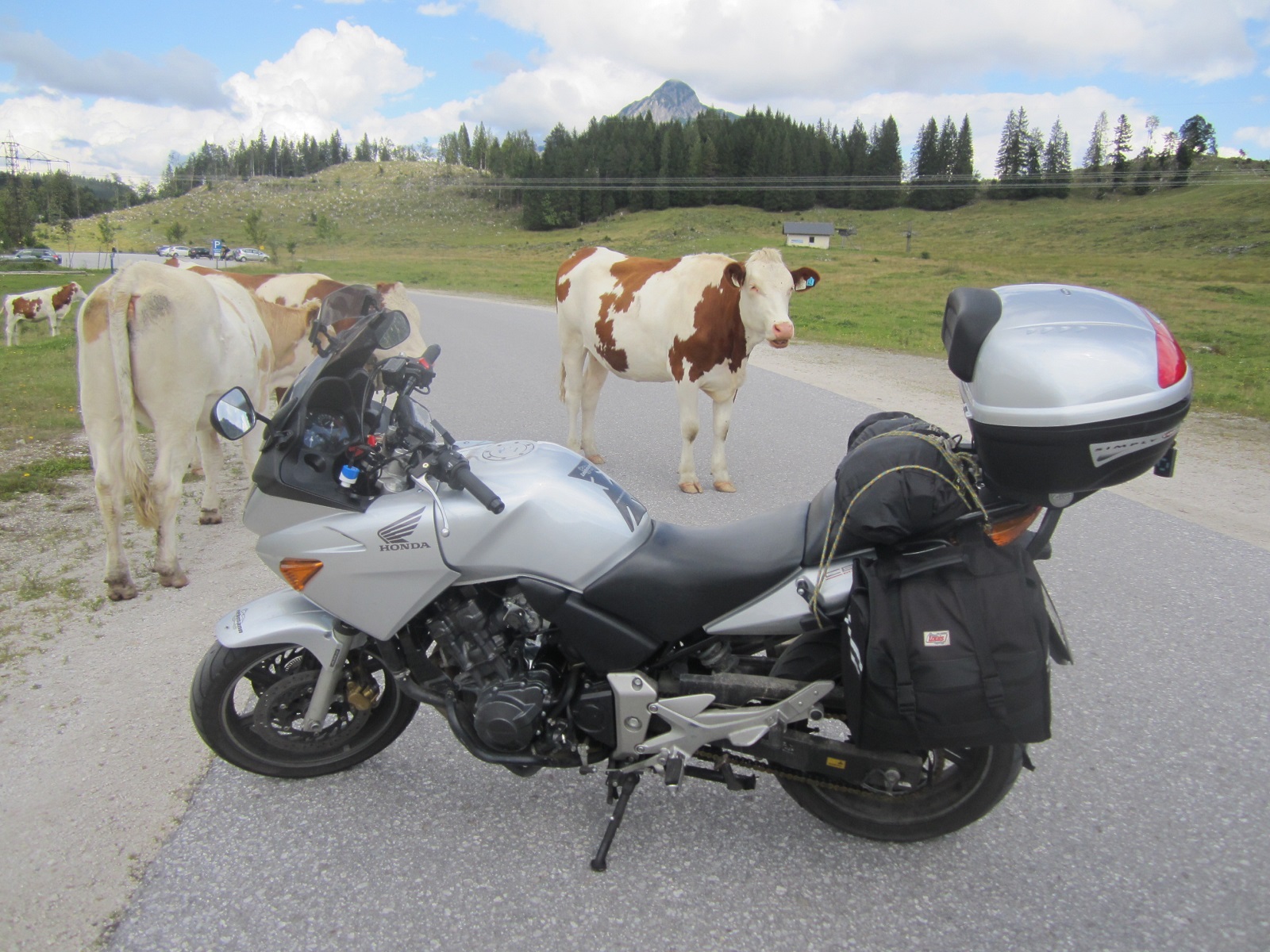 Krávy včera kdesi v tyrolsku