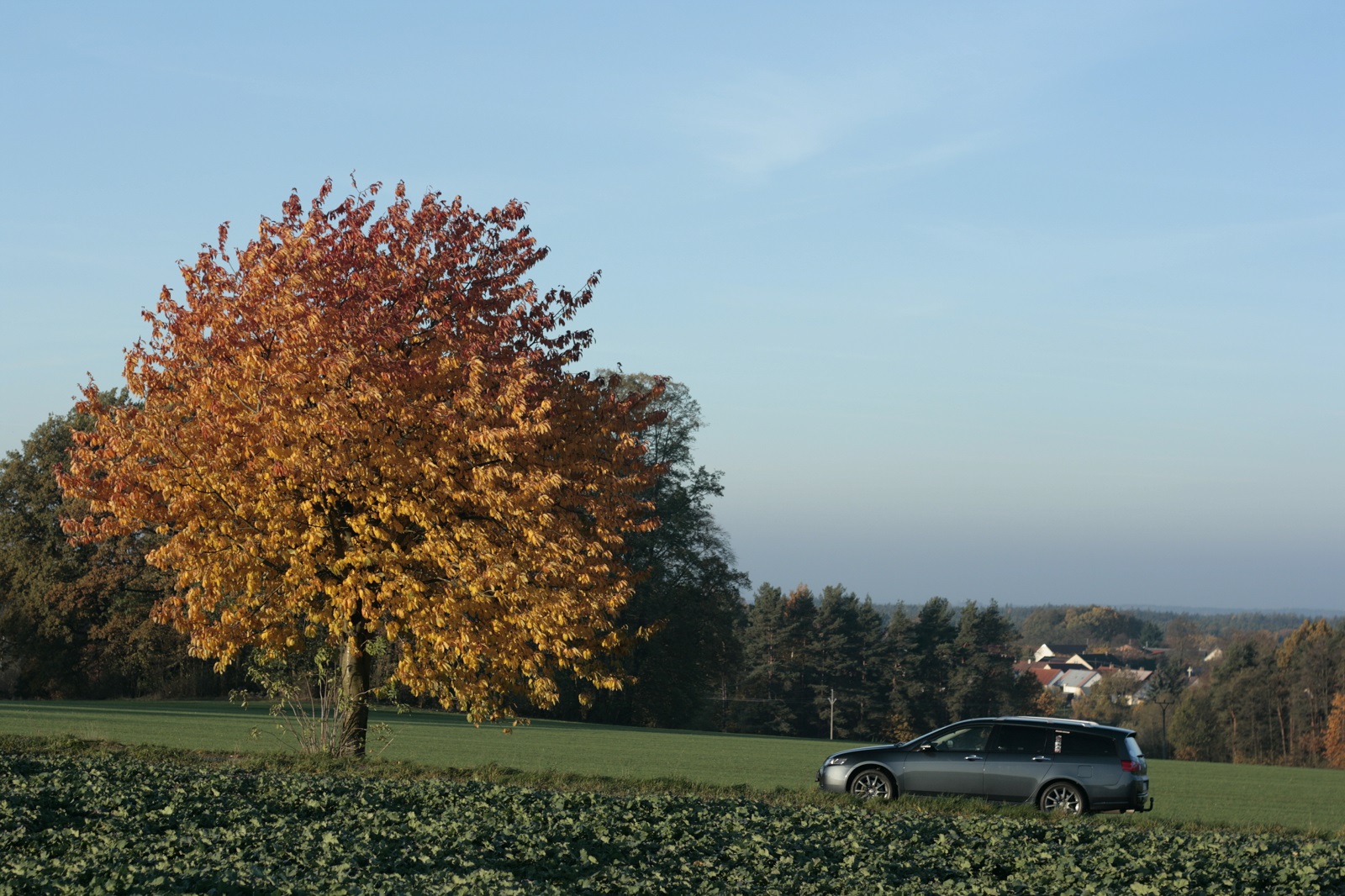 Ještě teď mám mokrý tenisky - holt lézt po ránu do řepy...