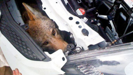 Jak převážet zvířata v Hondě :D