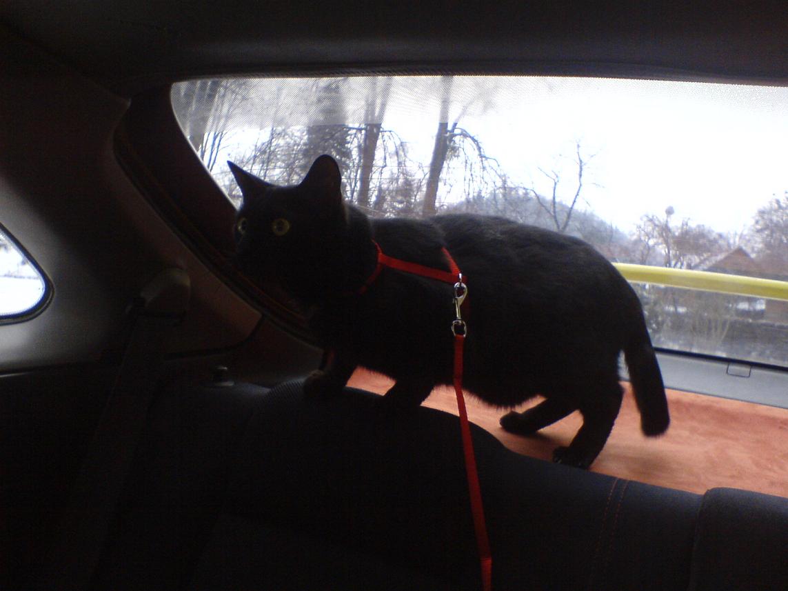 Honda dnes, vezla Yoeyho k doktorovi.