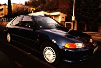 01 vespula.mortifer.jpg