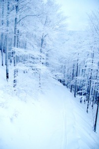 DSC_4460.jpg