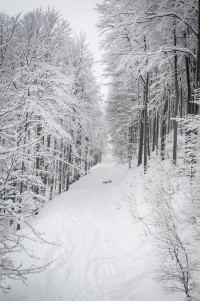 DSC_7528.jpg
