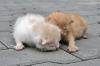 IMG_1674_res.jpg