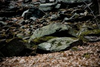 IMG_2268.jpg