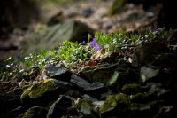 IMG_2276.jpg