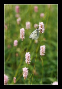 +IMG_3798+.jpg
