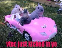 pinkbunnies.jpg